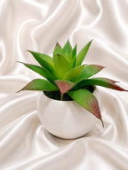 Artificial Aloe Vera Succulent Plant in White Pot